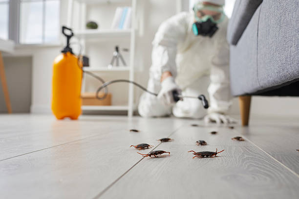 Commercial Rodent Management in Wailea